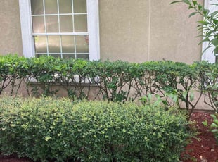 Bush Trimming by Rachel Stein for Curtis W. in Orange Park, FL