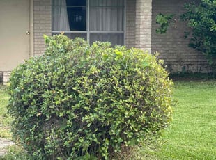 Bush Trimming by Eric Carter for Richard O. in Gonzales, LA