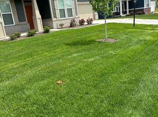 Dorothy R.'s Lawn Mowing service result
