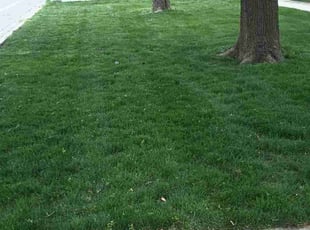 Regina T.'s Lawn Care service result