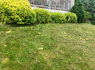 Bush Trimming by Kenneth Niles for Kenneth R. in Canandaigua, NY