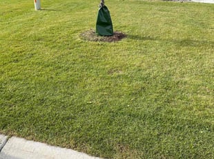 Marshelle W.'s Lawn Maintenance service result