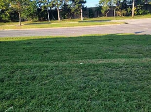 Mia S.'s Lawn Mowing service result