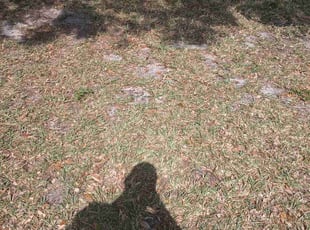 Leaf Removal by Isabel Charrez for Brooke B. in Clearwater, FL
