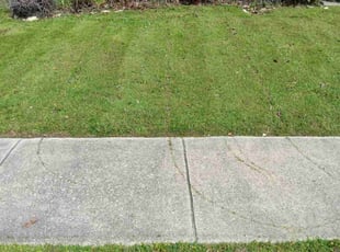 Jaime P.'s Yard Cutting service result