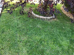 Scott O.'s Lawn Service service result