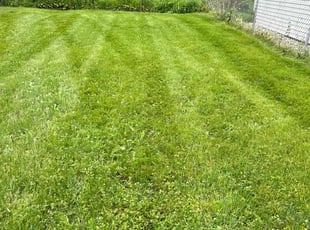 Koren I.'s Yard Cutting service result
