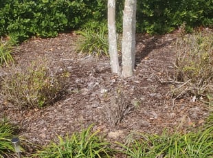 Weeding by Yohan Torres for Joseph R. in Haines City, FL