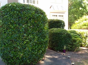 Bush Trimming by Hugo lopez for Angela E. in Marietta, GA