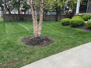 Eveliina S.'s Lawn Mowing service result