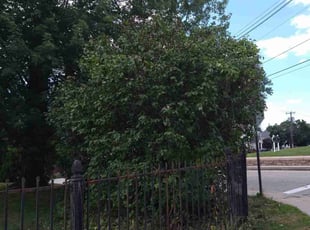 Bush Trimming by Darryl Smith for Jenny V. in Vernon, CT