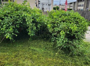 Bush Trimming by Willie Parker for Aladdin F. in Indianapolis, IN