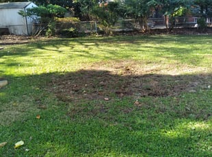 Leaf Removal by Giovanni HErnandez for Greg K. in Washington, DC