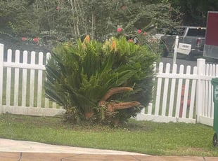 Bush Trimming by Ronald Wade for Dr M. in Tallahassee, FL