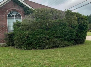 Bush Trimming by Adrian Gallardo for Kenneth S. in Mesquite, TX