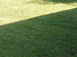 Kai K.'s Lawn Mowing service result