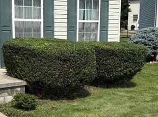 Bush Trimming by Jaemon Bradford for Tesehki C. in Edgewood, MD