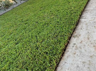 Maria C.'s Lawn Care service result
