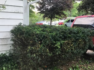 Bush Trimming by Bryan Fletcher for Daniel A. in Kansas City, MO