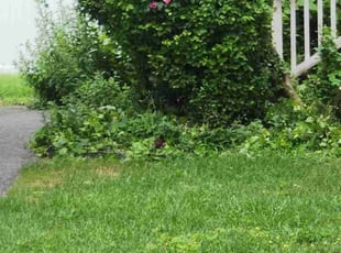 Bush Trimming by Dell Riddick for Nichole B. in Easton, PA