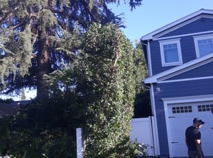 Bush Trimming by Jose Martinez for Maya B. in Los Angeles, CA