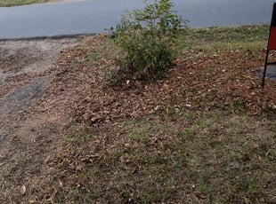 Bush Trimming by Vincent Cowart for Patrice B. in Statesville, NC