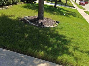 Walter W.'s Lawn Mowing Service service result