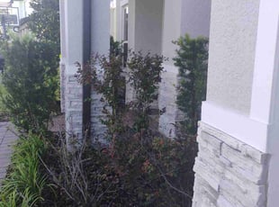 Bush Trimming by Marvel Carmichael for Chris K. in Winter Park, FL