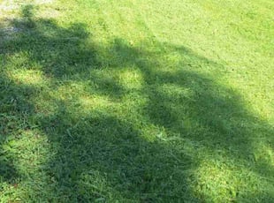 Heather P.'s Lawn Care service result