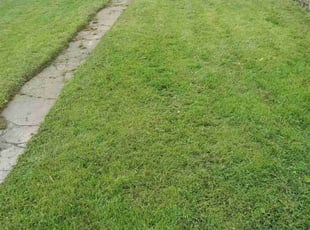 Matthew G.'s Yard Cutting service result