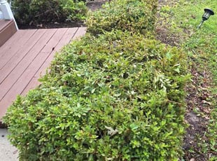 Bush Trimming by Manny Chavez for Charlie C. in Stafford, VA