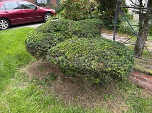 Bush Trimming by Justin Dietrich for Eleni K. in Youngstown, OH