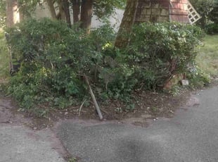 Bush Trimming by Steven Pearson for Glen S. in Minneapolis, MN