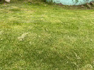 Anita K.'s Lawn Care service result