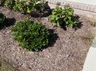 Weeding by Titus Fowler for Kyle T. in Virginia Beach, VA