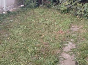 Jose B.'s Lawn Service service result