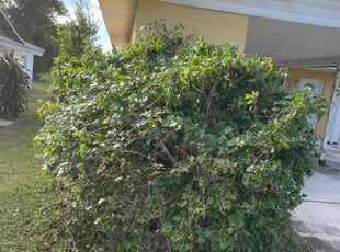 Bush Trimming by Rowby Severe for Jennifer C. in Orlando, FL