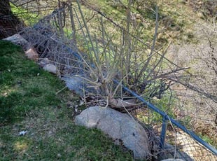 Bush Trimming by Brian Burrows for Robb Y. in Cottonwood Heights, UT