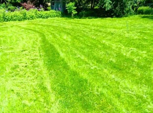 Mark H.'s Lawn Care service result