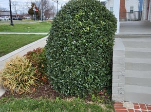Bush Trimming by Kunle Okubena for Mark K. in Laurel, MD