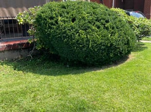 Bush Trimming by Charles Williams for Nathan H. in Pittsburgh, PA