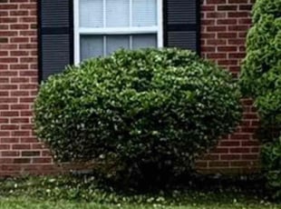 Bush Trimming by Kasandra Mazariegos Escobar for Leticia B. in Louisville, KY