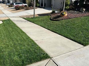 Shontay A.'s Lawn Mowing service result