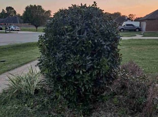 Bush Trimming by Steven Pickney for Li C. in Lafayette, LA