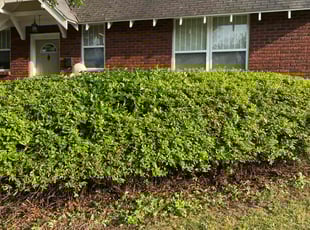 Bush Trimming by Maurice Pride for Austin R. in North Little Rock, AR