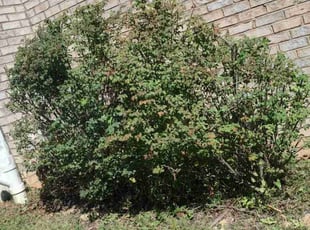 Bush Trimming by Allan Roberts for David J. in Washington, DC