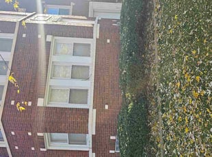 Bush Trimming by Tracey Martin for Elizabeth H. in Chicago, IL