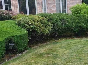 Bush Trimming by Maria Torres for Charles P. in Orland Park, IL