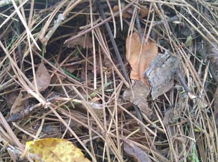Leaf Removal by Isabel Charrez for Keith P. in New Port Richey, FL