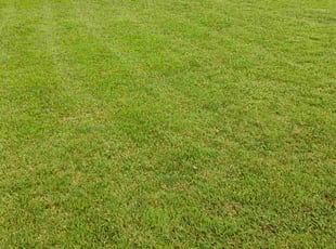 Renee J.'s Lawn Mowing Service service result